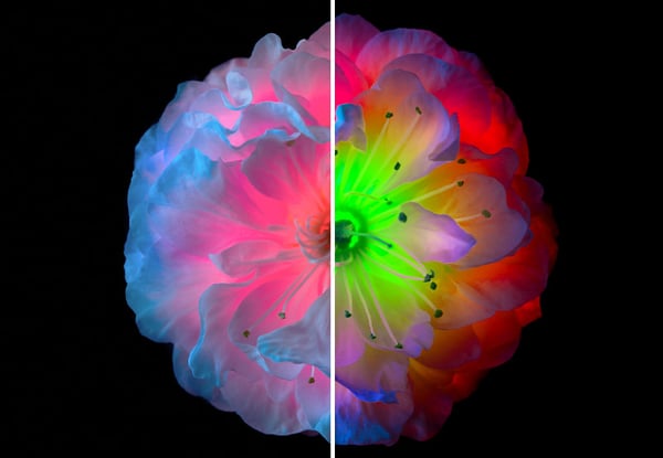 How to use the Adjustment Brush tool in Photoshop